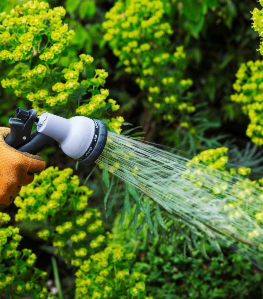 a-gardener-watering-plants-in-a-flowerbed-2RT8DWL.jpg