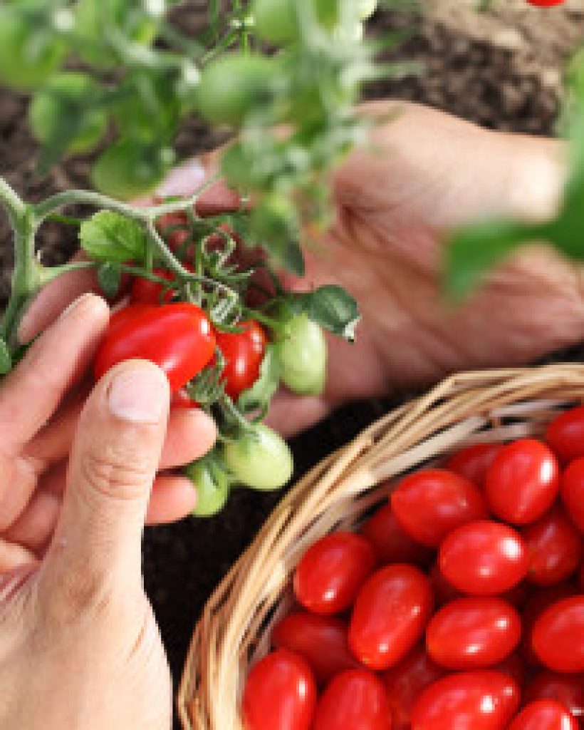 Work,In,Vegetable,Garden,Hands,Picking,Fresh,Red,Tomatoes,Cherry
