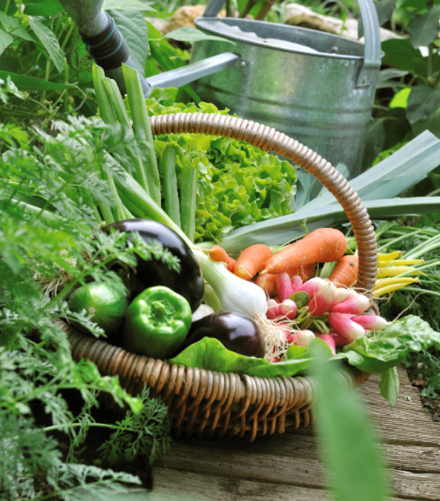 groentetuin-oosteinde-online-2-467x675-66791fb0996b4